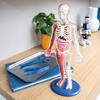 image:imageHuman Body Anatomy Model Kit  31Piece Interactive STEM Set with 9 Squishy Organs Bones Muscles amp Blood Vessels Forceps amp Discovery Guide  Educational Science Tool for Kids 6