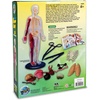 image:imageHuman Body Anatomy Model Kit  31Piece Interactive STEM Set with 9 Squishy Organs Bones Muscles amp Blood Vessels Forceps amp Discovery Guide  Educational Science Tool for Kids 6