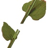 image:imageMindWare Bloomscapes Blossom Bouquet Wooden Flower Building Kit  Ages 8 and Up