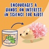 image:imageMindWare Crystal Growing Kits Hedgehogs Bright Colors Set of 2  Cute DIY Crystal Growing Kits for Kids amp Teens  Funky mini Science Experiment in an 9pc kit  Crystals Grow in 24 Hours